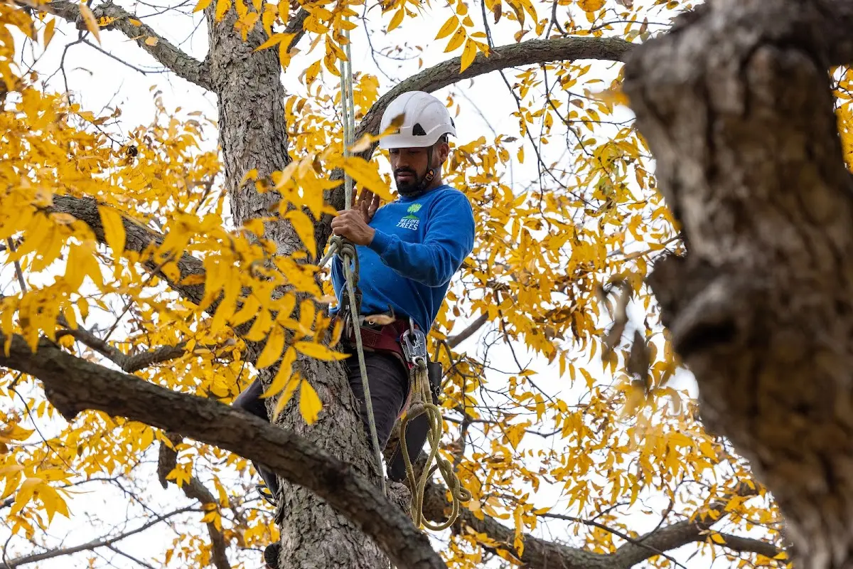 Skilled Tree Planing crew working in Wellington